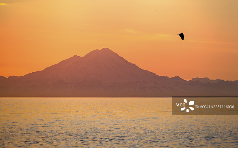 日落时分,白令海峡的壮丽景色,红山(Mount Redoubt)的白色山峰,午夜阳光的金黄光辉,翱翔的白头海雕(Haliaeetus leucocephalus),阿留申山脉,锚点(Anchor Point),锚河州立休闲区(Anchor River State Recreation Area),阿拉斯加。图片素材