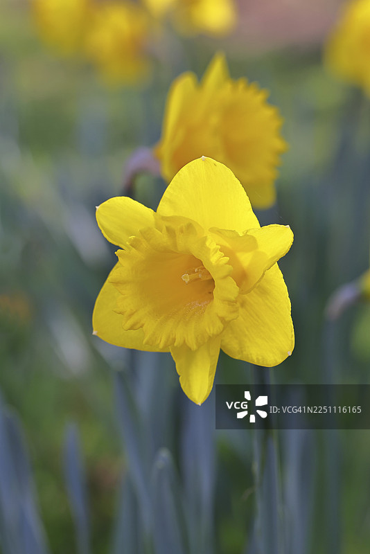 黄水仙（Narcissus），花园里的黄色花朵，特写，德国北莱茵-威斯特法伦州威尔恩斯多夫图片素材