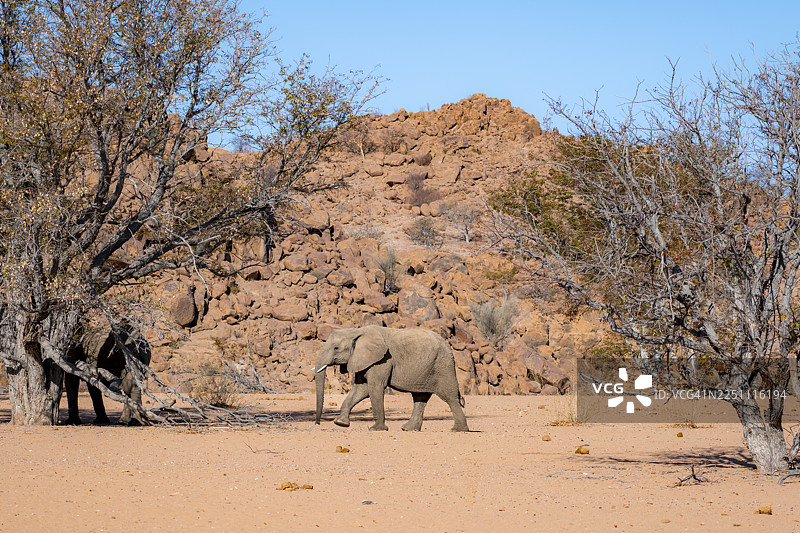 非洲象（Loxodonta africana），沙漠象在荒凉的沙漠景观中，位于纳米比亚埃龙戈达马拉兰的乌加布河河床图片素材