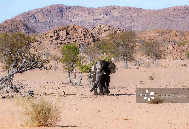 非洲象（Loxodonta africana），沙漠象，在贫瘠的沙漠景观中，成年雄性，乌加布河河床，埃龙戈地区达马拉兰，纳米比亚图片素材