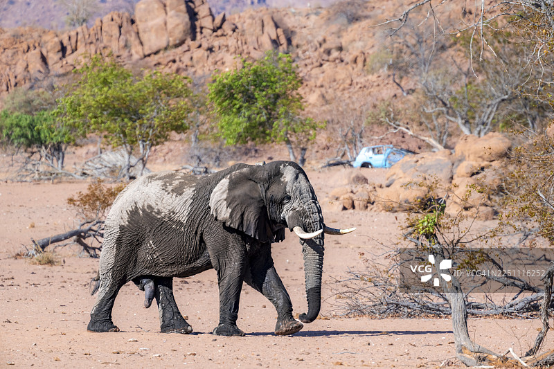 非洲象（Loxodonta africana），荒漠中的沙漠象，成年雄性，乌加布河河床，埃龙戈，纳米比亚图片素材