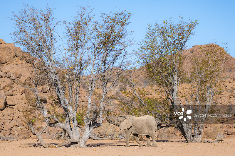 非洲象（Loxodonta africana），在贫瘠的沙漠景观中，位于纳米比亚埃龙戈达马拉兰乌加布河河床的沙漠象图片素材