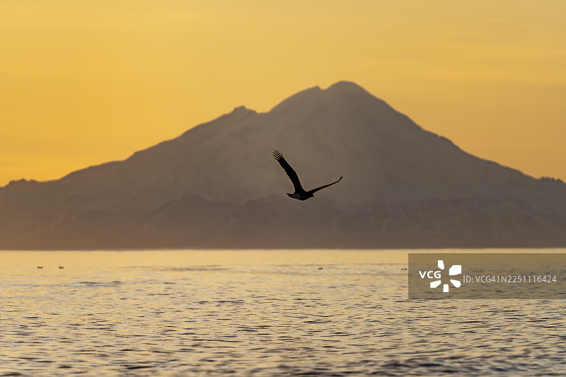 一只白头海雕(Haliaeetus leucocephalus)飞过阿留申山脉的剪影,其中有雷道特山(Mount Redoubt)峰,在日落时分,午夜太阳映照出风景如画的金色光芒,位于阿拉斯加州库克湾的锚点(Anchor Point)附近,锚河州立休闲区(Anchor River State Recreation Area)图片素材