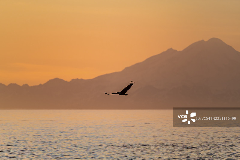 一只白头海雕（Haliaeetus leucocephalus）飞越落基山脉的剪影，其中有鲁道特山峰，日落时分，午夜阳光的风景如画的金色光芒，库克湾，锚点，锚河州立娱乐区，阿拉斯加，美国图片素材