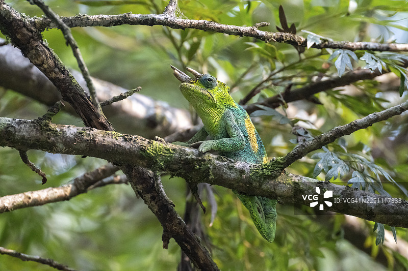 三角变色龙（Trioceros jacksonii）雄性，布温迪国家公园，乌干达图片素材