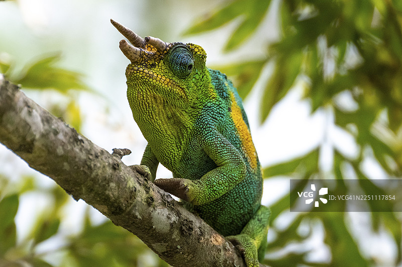 三角变色龙（Trioceros jacksonii），雄性，布温迪国家公园，乌干达图片素材