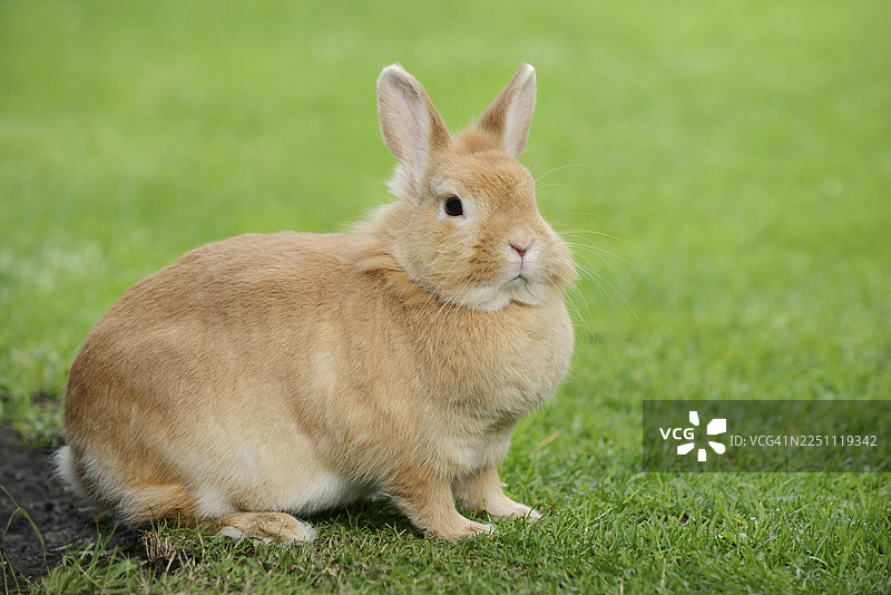 德国北莱茵-威斯特法伦州草地上的侏儒兔（Oryctolagus cuniculus forma domestica）图片素材