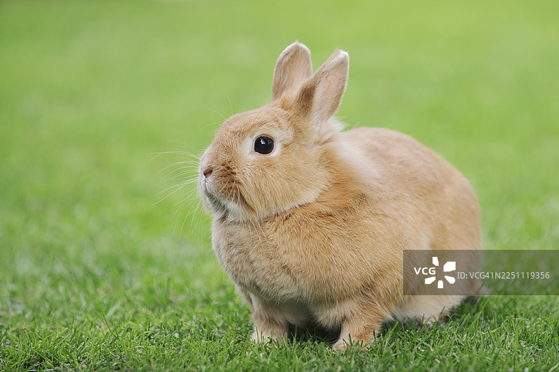 德国北莱茵-威斯特法伦州草地上的侏儒兔（Oryctolagus cuniculus forma domestica）图片素材