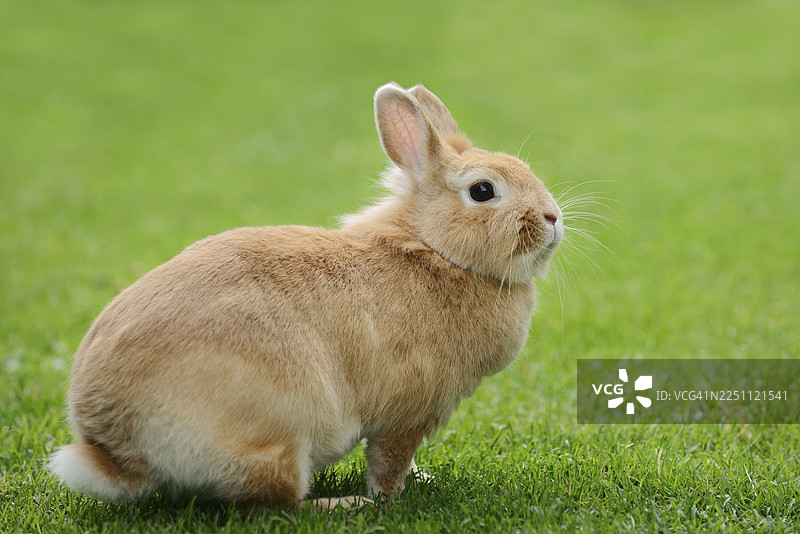 德国北莱茵-威斯特法伦州草地上的侏儒兔（Oryctolagus cuniculus forma domestica）图片素材