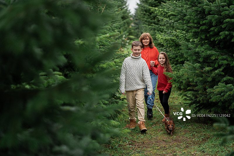 一位女士带着两个孩子和一只小狗在户外市场挑选圣诞树。新年。冬季假期。图片素材
