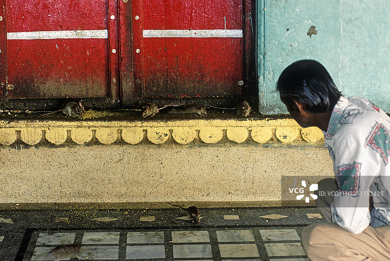 男子在卡尼玛塔神庙观看老鼠，印度图片素材