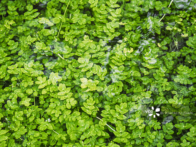 清澈河水下的淡水绿色水藻。图片素材