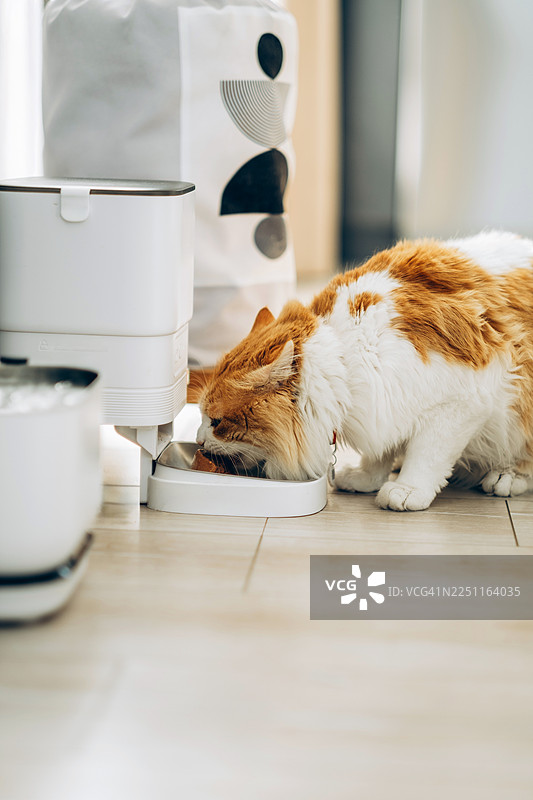 毛茸茸的姜黄白猫在明亮的家居室内，站在木地板旁，旁边有极简装饰，正从现代自动喂食器中进食图片素材