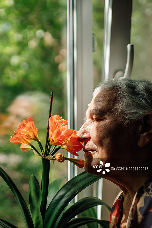阳光透过窗户，一位年长的女士正在欣赏鲜艳的橙色花朵，享受着宁静安逸的时刻。图片素材