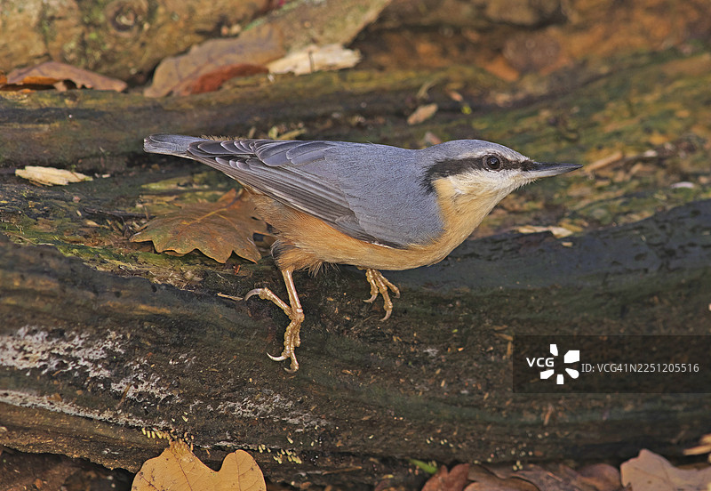 欧洲鹪鹩图片素材