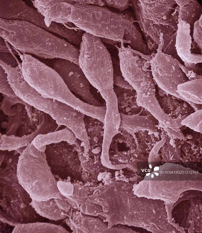 鼻旁窦纤毛柱状上皮细胞，无纤毛图片素材