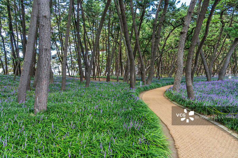 长항松林自然休养林步行道，长항邑，舒川郡，忠清南道图片素材