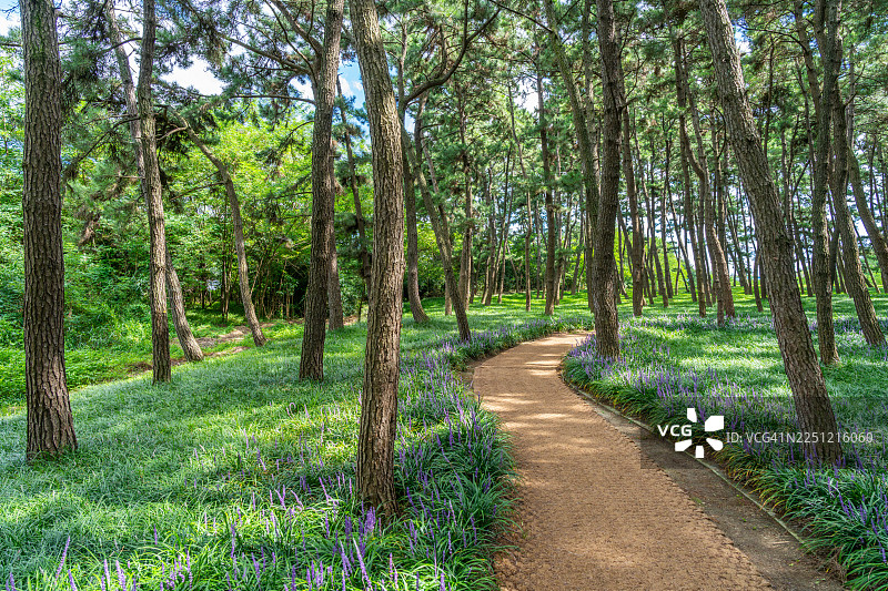 长 항 송림 自然休养林 步行道，长 항 邑，舒 川 郡，忠清南道图片素材