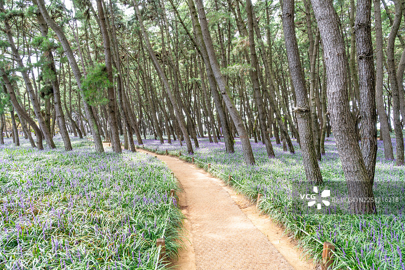 长 항 송림 自然休养林 步行道，长 항 邑，舒 川 郡，忠清南道图片素材