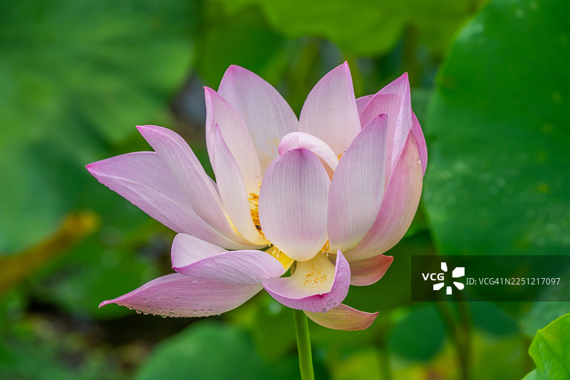 忠清南道公州市镜岩川生态公园的莲花图片素材