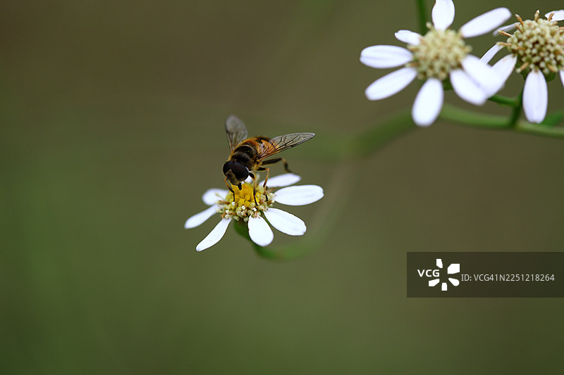野韭菜和蜜蜂图片素材