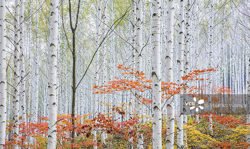 江原道麟蹄郡，白桦林，白桦树，白色，枫树，秋季图片素材