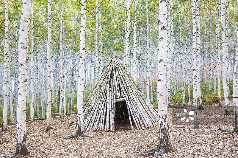 江原道麟蹄郡，白桦林，白桦，白色，枫树，秋天，小屋图片素材