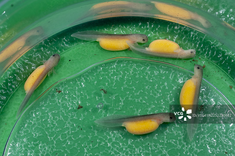 濒危的隐鳃鲵幼体是俄亥俄州一项圈养孵育计划的一部分图片素材