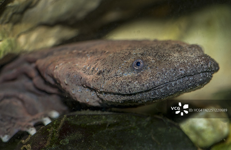 洞螈 - 鼻涕水獭图片素材