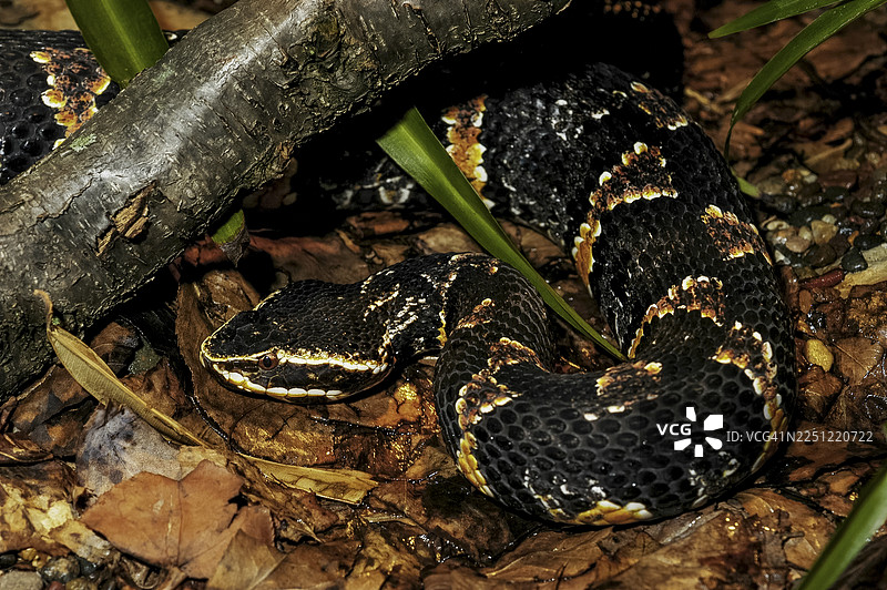 叉尾蛇 - 泰勒氏蛇 - 受威胁物种图片素材