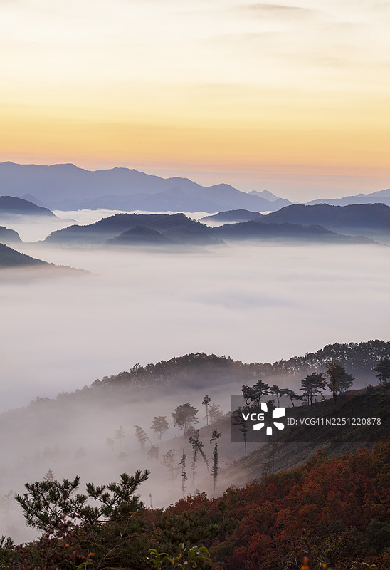 忠清北道 槐山郡 靑川面 華陽里 禿銘山 日出 黎明 雲海 山 松樹图片素材