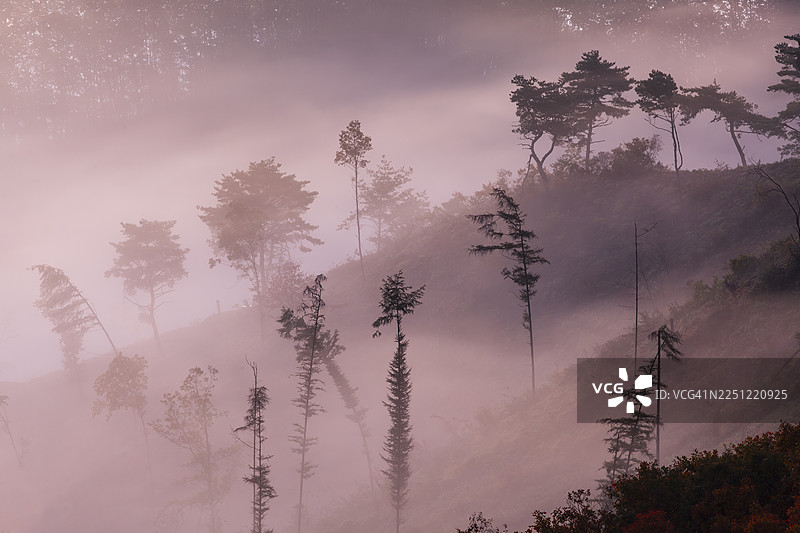 忠清北道，槐山郡，青川面，花阳里，道明山，日出，黎明，云海，山，松树图片素材