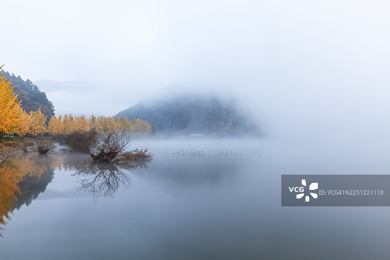 忠清북도 槐山郡 闻广面 银杏树 倒影 秋季 水雾 黎明图片素材