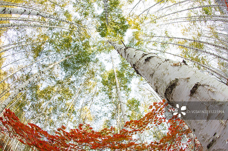 江原道麟蹄郡，白桦林，白桦，白色，枫树，秋季图片素材