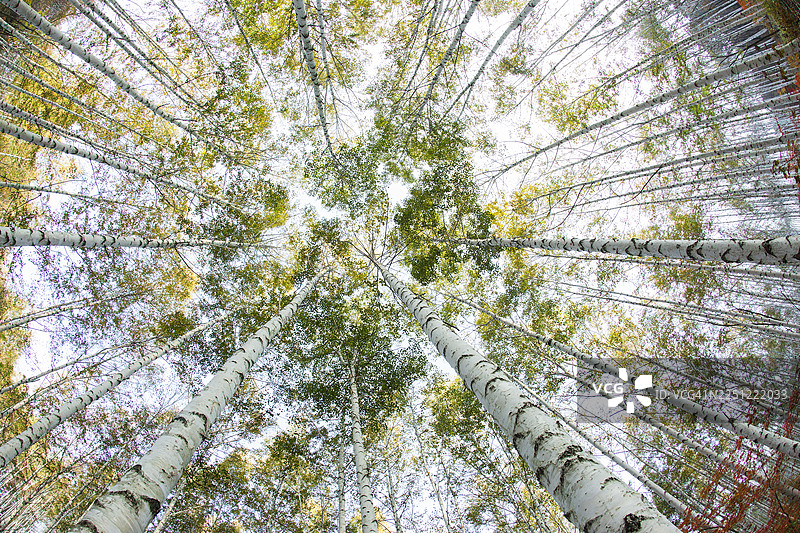 江原道麟蹄郡，白桦林，白桦树，白色，枫树，秋季图片素材