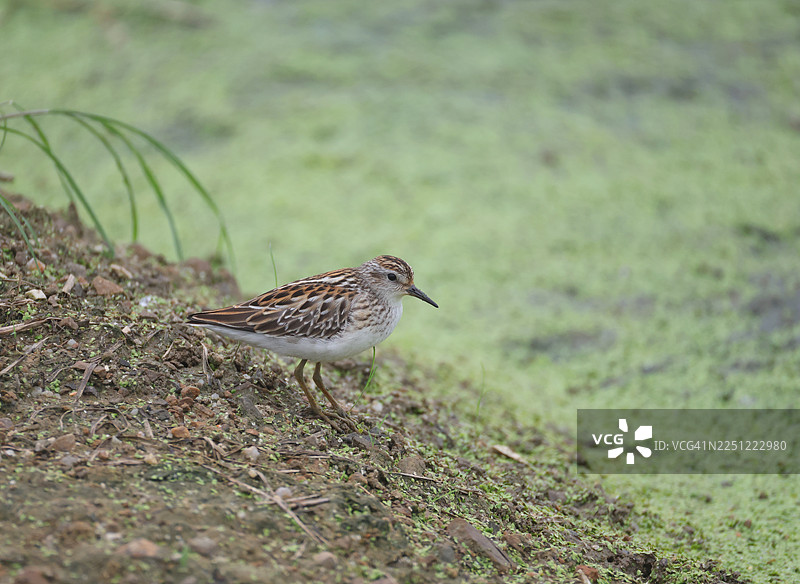 黑顶鹤图片素材