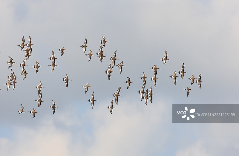 黑尾塍鹬图片素材