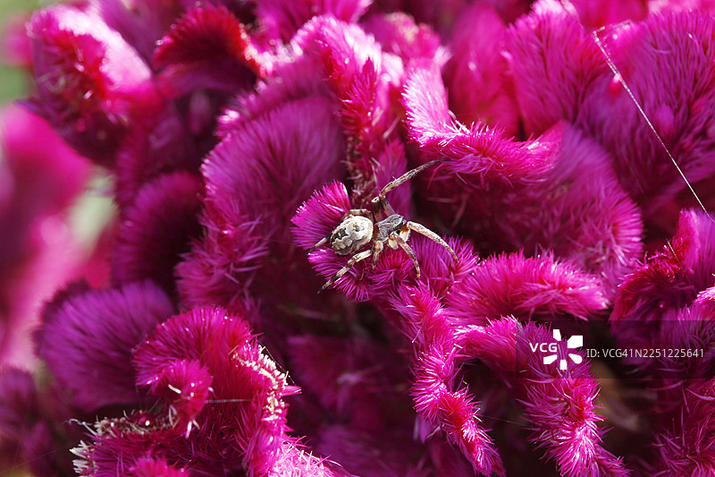 曼德拉草上的蜘蛛图片素材