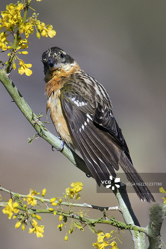 黑头蜡嘴雀雄鸟栖息在花丛中图片素材