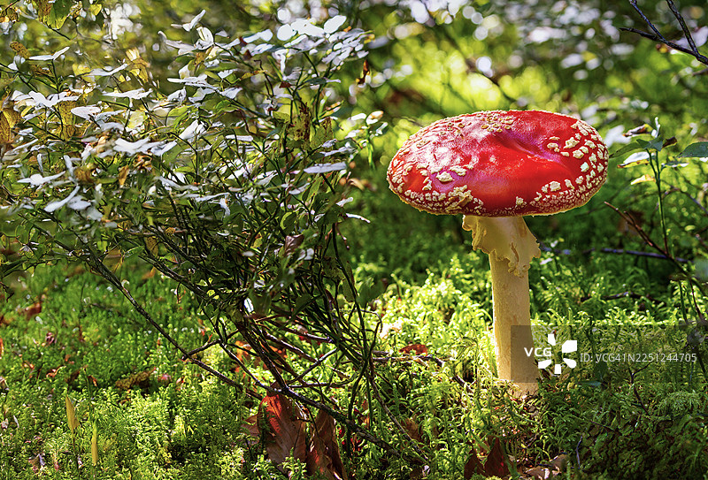 生长在郁郁葱葱的绿色苔藓森林地面的带白色斑点的鲜红色蘑菇。法国安纳西。图片素材