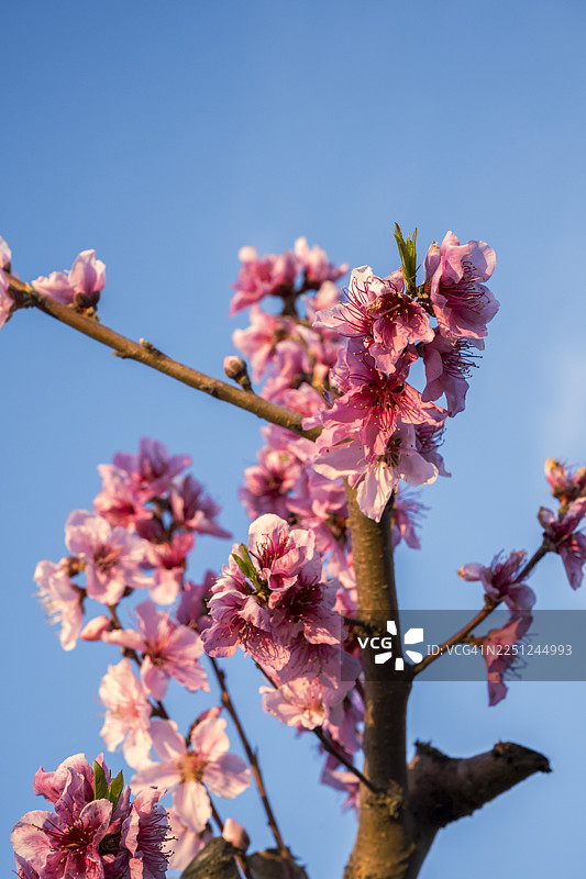 在晴朗的蓝天下，一根树枝上绽放着鲜艳的粉色樱花。西班牙塔拉戈纳省贝尼萨内特。图片素材