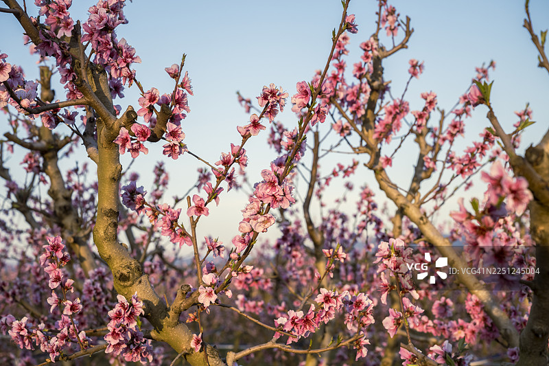 春季，粉色樱花盛开在树枝上，背景是晴朗的蓝天。西班牙塔拉戈纳省贝尼萨内特。图片素材