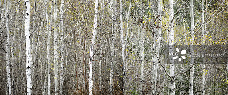 密集的白桦林，树干细长洁白，秋叶稀疏。加拿大安大略省雷湾。图片素材