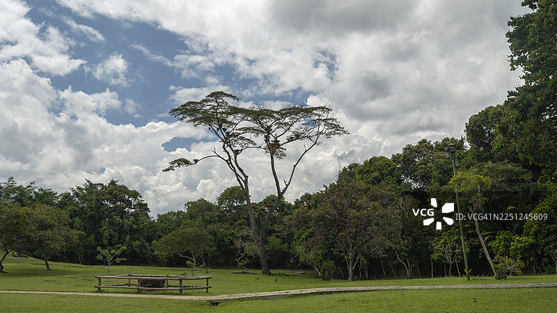 哥伦比亚圣奥古斯丁，一片生机勃勃的绿色公园，高大的树木在多云的天空下沐浴着明媚的阳光。图片素材