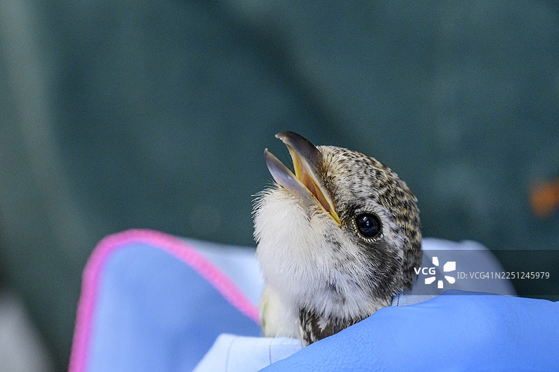 藏在蓝色织物中的黑喉腺 the masked shrike (Lanius nubicus)，张着嘴，背景是模糊的深色图片素材