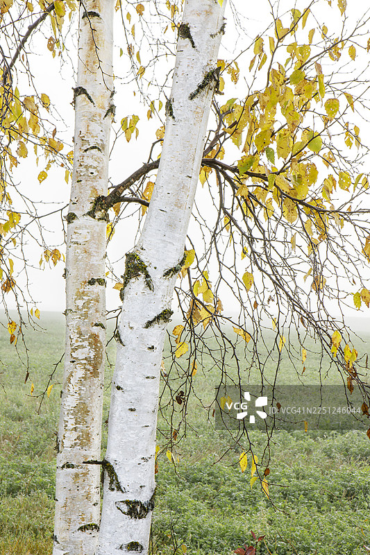秋天，在加拿大安大略省雷湾，白桦树的黄叶在薄雾笼罩的绿色田野背景下。图片素材