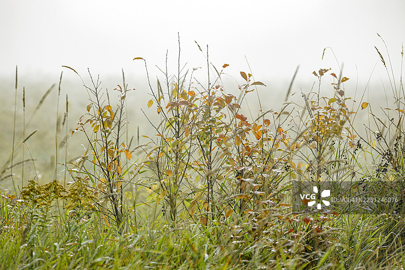 秋季的草地和植物，在有薄雾的田野中，叶子色彩斑斓。加拿大安大略省，雷湾。图片素材