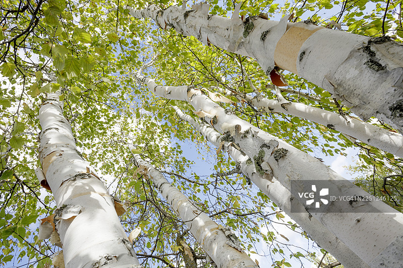 高大的桦树，绿叶白干，背景是明亮的蓝天。加拿大安大略省雷湾。图片素材