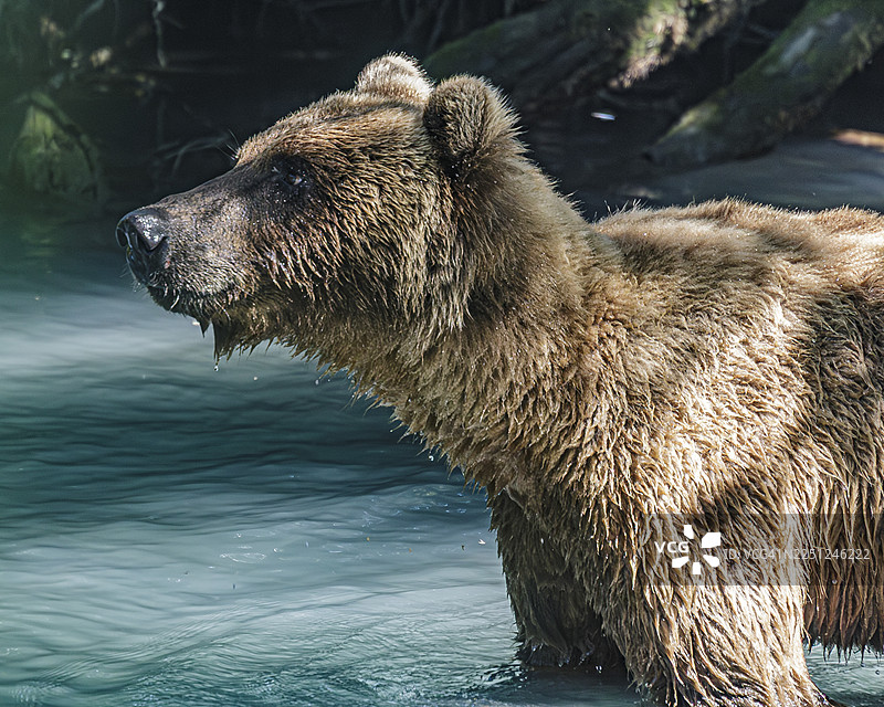 棕熊站在水中，沐浴在自然光下，目光专注。阿拉斯加，美国，斑驳的灰熊。图片素材