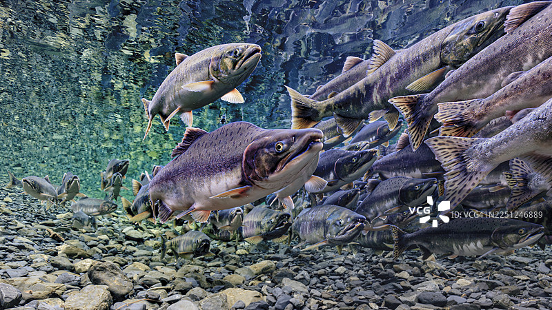 清澈水域中鲑鱼逆流而上，游过岩石河床的水下景象。乔治亚鲑鱼和粉红鲑鱼的产卵洄游，美国阿拉斯加。图片素材